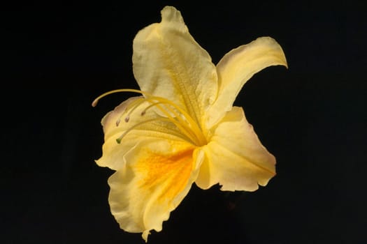 Azaleenblueten  Azaleen  Azalea  Knaphill
