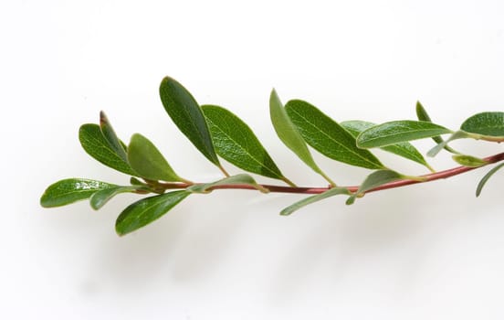 Baerentraube  Arctostaphylos Uva-ursi