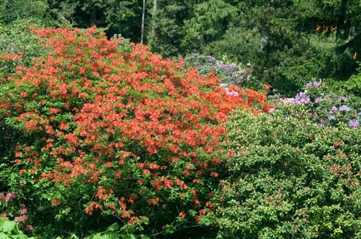 Azaleen, Rhododendron