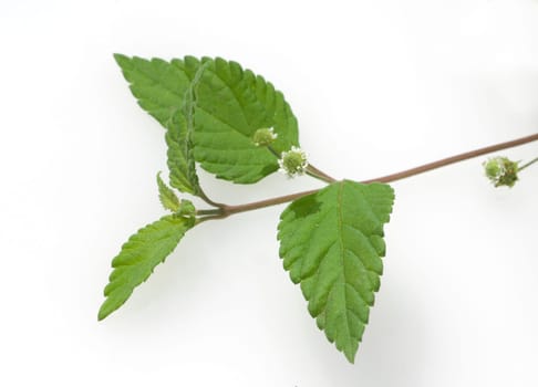 Aztekisches Suesskraut, Lippia dulcis, Suessmittel