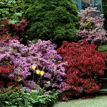 Azaleen, Rhododendron, Parkanlage, Botanischer Garten Heidelberg