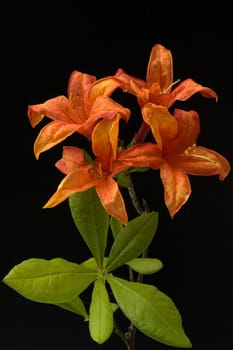 Azaleenblueten, Rhododendron