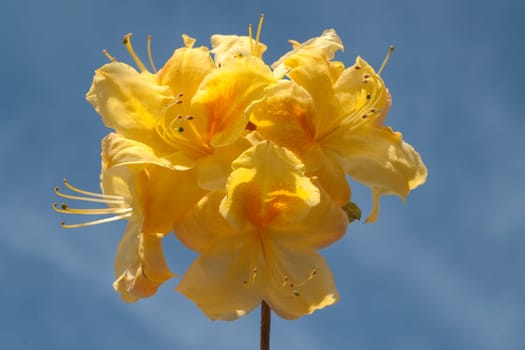 Azaleenblueten  Azaleen  Azalea  Knaphill