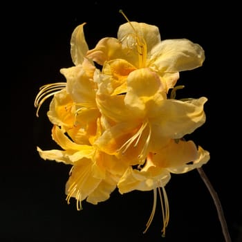 Azaleenblueten  Azaleen  Azalea  Knaphill