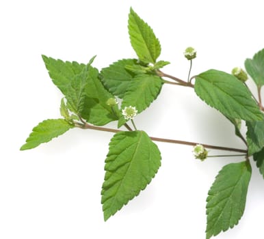 Aztekisches Suesskraut, Lippia dulcis, Suessmittel