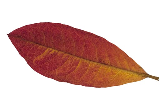 Azaleenblatt, Herbstblaetter  rotes, Blatt