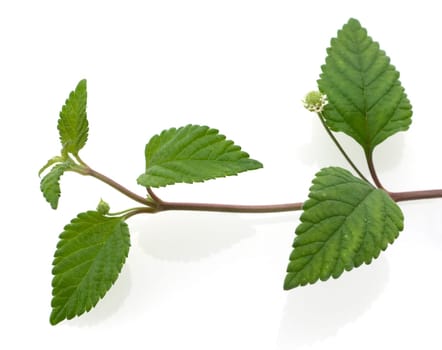 Aztekisches Suesskraut, Lippia dulcis