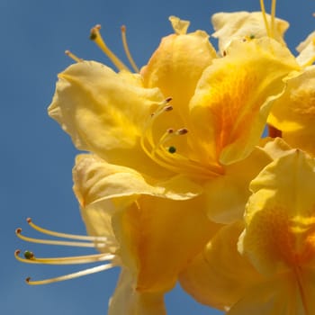 Azaleenblueten  Azaleen  Azalea  Knaphill