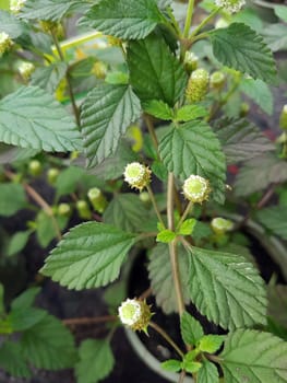 Aztekisches Suesskraut, Lippia dulcis