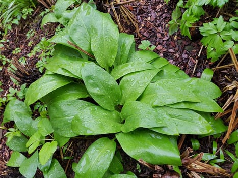 Baerlauch, Allium, ursinum, Zwiebelpflanze, Wildkraeuter, Wildgemuese