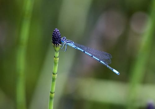 Azurjungfern  Hufeisen-Azurjungfer  Coenagrion, puella