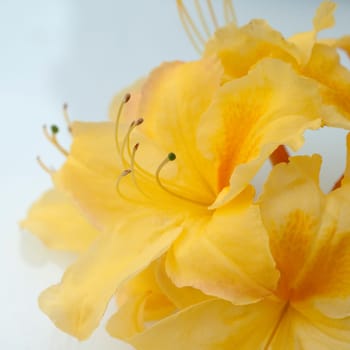 Azaleenblueten  Azaleen  Azalea  Knaphill