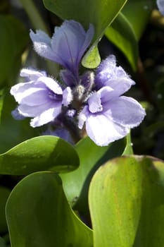 Azurblaue Wasserhyazinthe