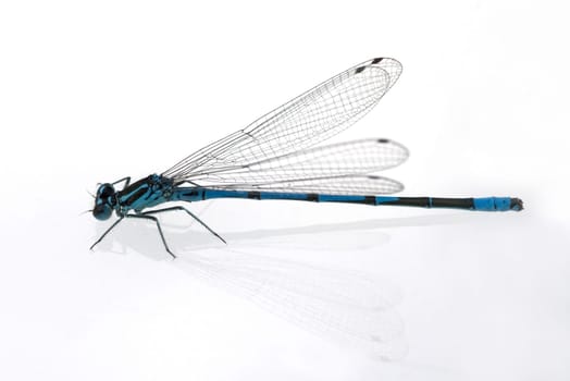 Azurjungfern  Hufeisen-Azurjungfer  Coenagrion, puella