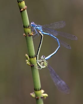 Azurjungfern  Hufeisen-Azurjungfer  Coenagrion, puella