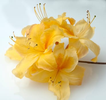 Azaleenblueten  Azaleen  Azalea  Knaphill