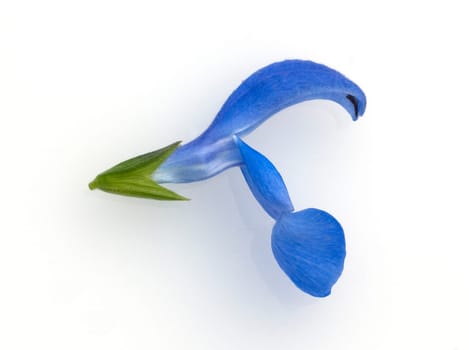 Azursalbei, Salvia patens, Mexikanischer, Azur-Salbei, Offenbluetige Salbei, Salvia azurea, Heilpflanzen, Kraeuter, -.