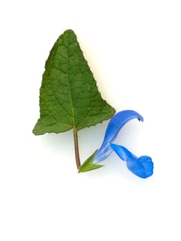 Azursalbei, Salvia patens