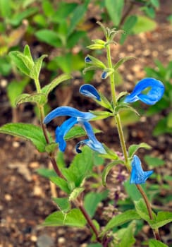 Azursalbei, Salvia patens