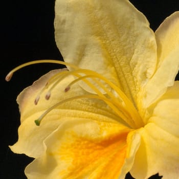 Azaleenblueten  Azaleen  Azalea  Knaphill