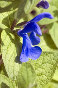 Azursalbei, Salvia, patens