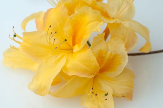 Azaleenblueten  Azaleen  Azalea  Knaphill