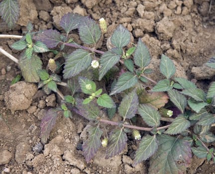 Aztekisches Suesskraut  Lippia dulcis