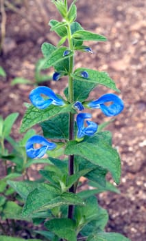 Azursalbei, Salvia patens