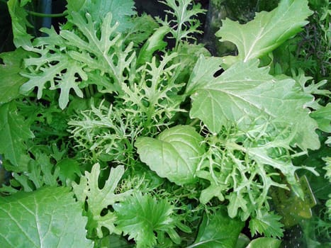 Babyleaf, Salat, Schnittsalat