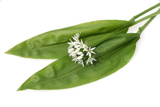 Baerlauch  ist eine wichtige Heilpflanze und eine Duftpflanze nach Knoblauch mit weissen Blueten. Baerlauch is an important medicinal plant and a fragrant plant like garlic with white flowers.