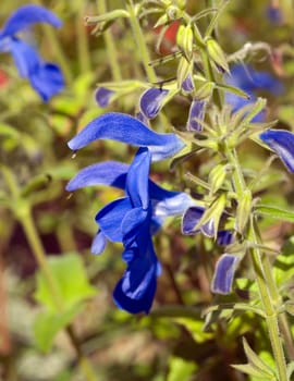 Azursalbei  Salvia patens