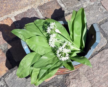 Baerlauch, Allium, ursinum