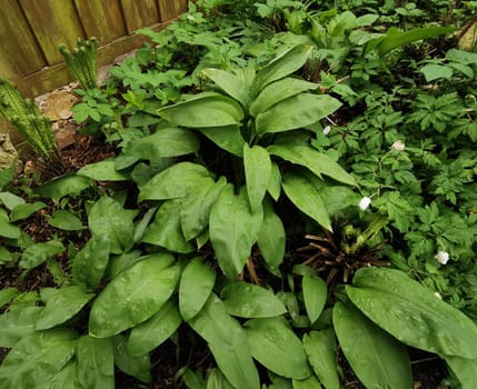 Baerlauch, Allium, ursinum