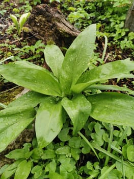 Baerlauch, Allium, ursinum