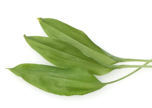 Baerlauch, Allium ursinum