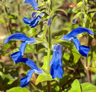 Azursalbei  Salvia patens