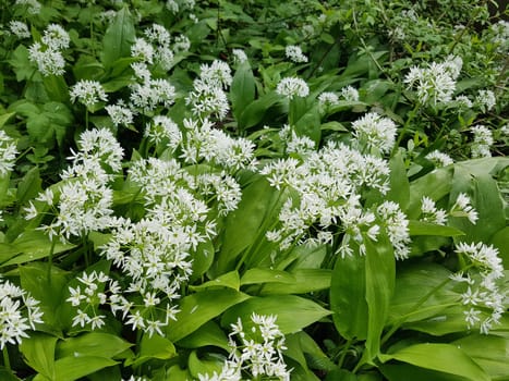 Baerlauch, Allium, ursinum