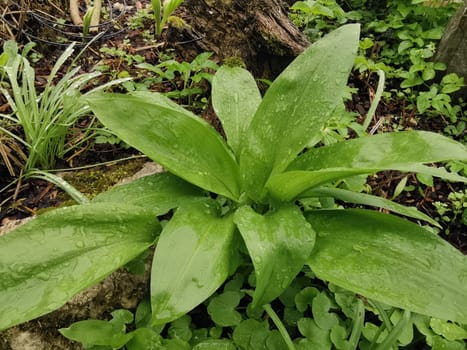 Baerlauch, Allium, ursinum