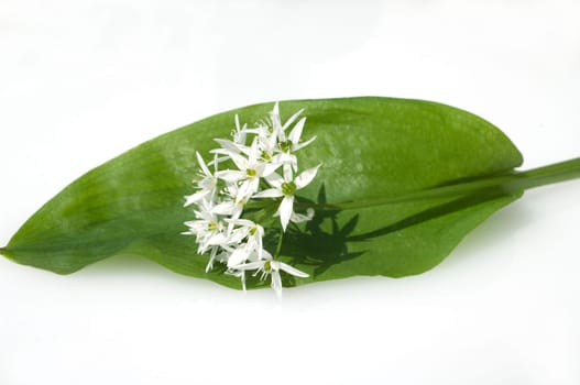Baerlauch, Allium ursinum