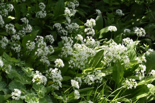 Baerlauch, Allium, ursinum