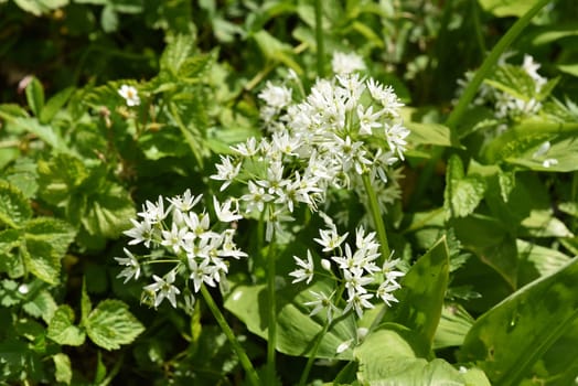Baerlauch, Allium, ursinum