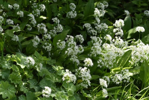 Baerlauch, Allium, ursinum