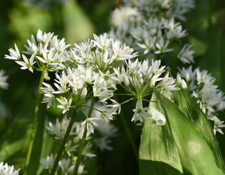 Baerlauch, Allium, ursinum