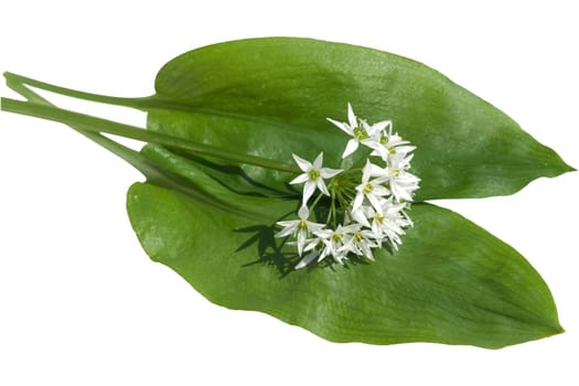 Baerlauch  Allium  ursinum  Zwiebelpflanze