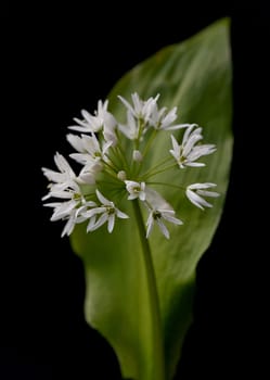 Baerlauch, Allium, ursinum