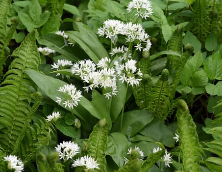 Baerlauch  ist eine wichtige Heilpflanze und eine Duftpflanze nach Knoblauch mit weissen Blueten. Baerlauch is an important medicinal plant and a fragrant plant like garlic with white flowers.