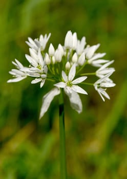 Baerlauch, Allium, ursinum