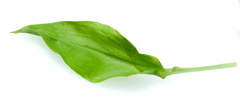 Baerlauch, Allium ursinum, Blatt