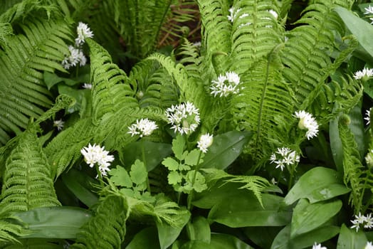 Baerlauch  ist eine wichtige Heilpflanze und eine Duftpflanze nach Knoblauch mit weissen Blueten. Baerlauch is an important medicinal plant and a fragrant plant like garlic with white flowers.