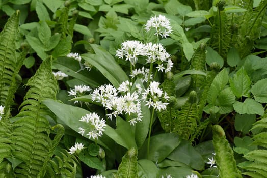 Baerlauch  ist eine wichtige Heilpflanze und eine Duftpflanze nach Knoblauch mit weissen Blueten. Baerlauch is an important medicinal plant and a fragrant plant like garlic with white flowers.